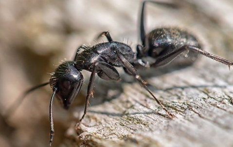 carpenter ant crawling on wood outside