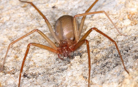 Brown recluse spiders are one of two dangerous spider species in Baldwyn.