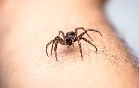 A house spider crawling on a human