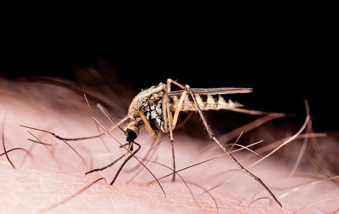 mosquito biting and spreading disease