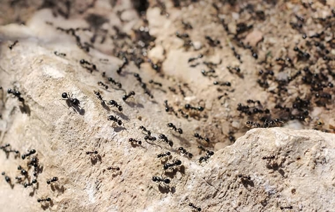 Let's take a look at some of the most common ants in Baldwyn.