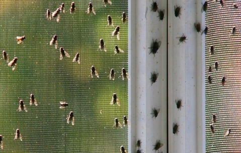 house flies on window screen