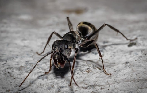 carpenter ant upclose