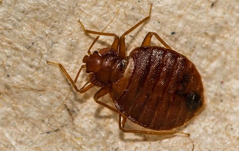 up close image of a bed bug in a home on fabric