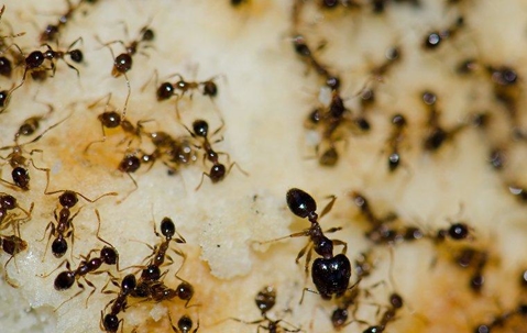 ants crawling on food