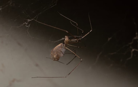 cellar spider at night