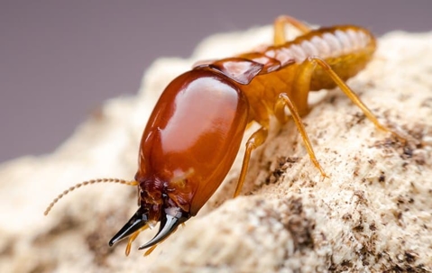 close up termite on sawdust