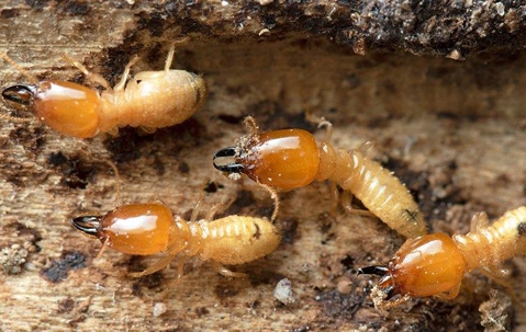 termites in tunnel