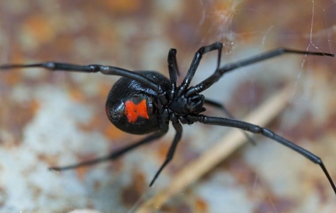 black widow spider