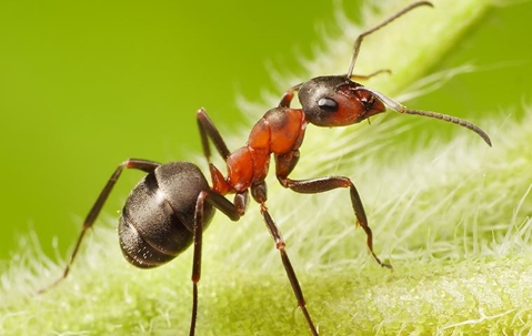 carpenter ant on plant