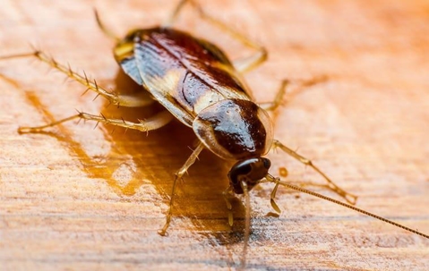 a brown banded cockroach crawling in a home