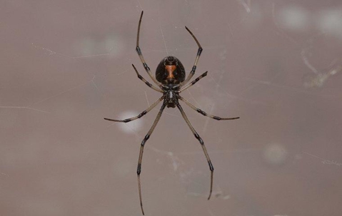 black widow spider in a web