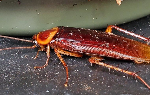 a cockroach crawling inside a home