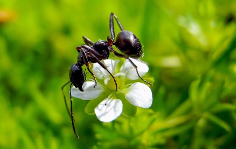 ant on a little white flower