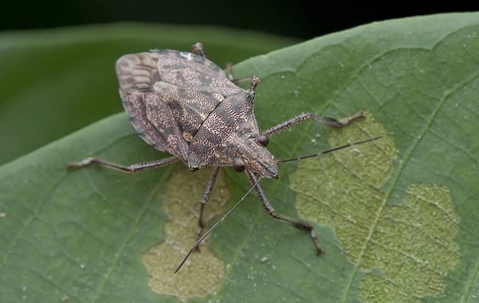 stink bug on a leaf