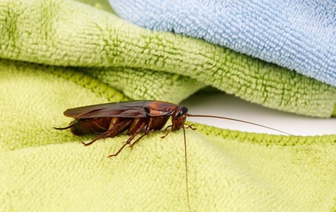 american cockroach on a towel