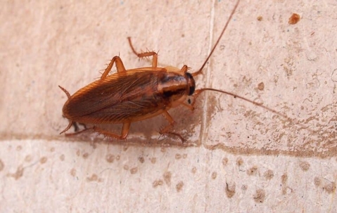 cockroach on tile floor