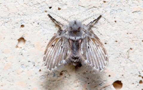 drain fly on wall in home