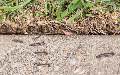 Army worms on the ground