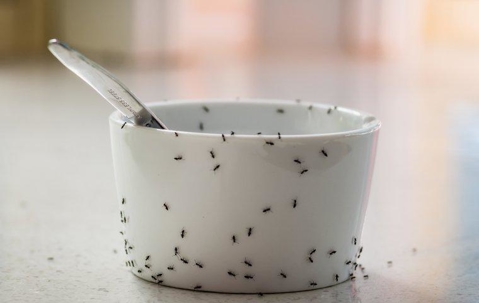ants on a dish