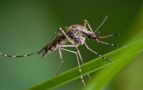 a mosquito on a blade of grass