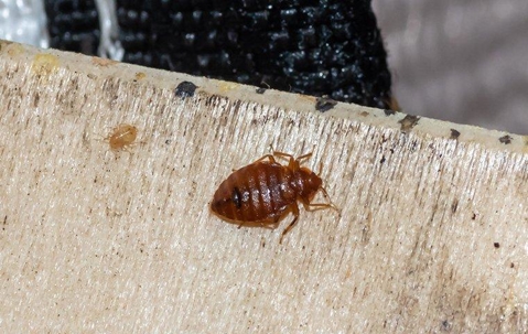 bed bug crawling on boxspring
