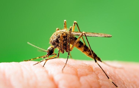a mosquito biting a hand