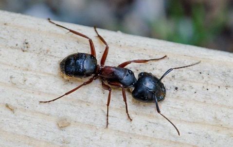 a carpenter ant crawling on a wood deck