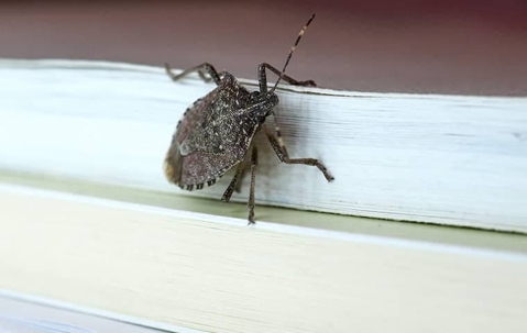 stink bug in home