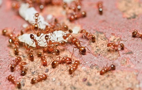 Close up of several fire ants