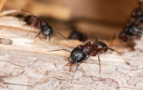 a Carpenter ant Infestation in a Baldwyn home