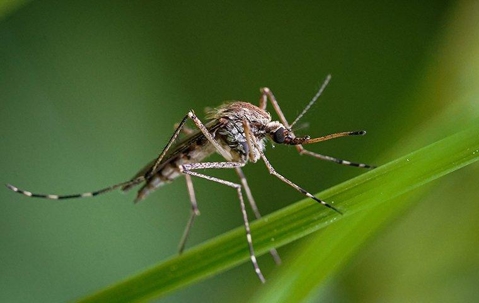 a mosquito perched on a blade of grass