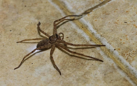 large spider on tile floor