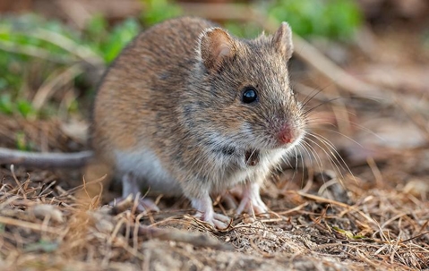 house mouse outside a home