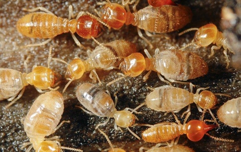 termites crawling on wood