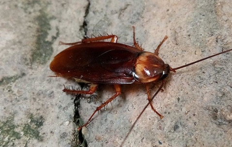 a cockroach crawling in a home