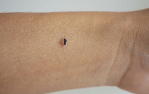 mosquito on person's wrist