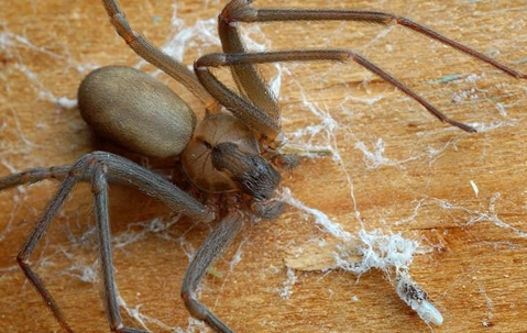 brown recluse spider