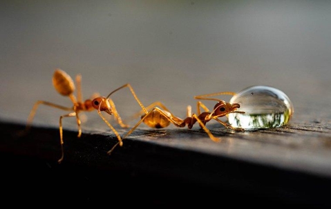 fire ants crawling on table