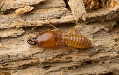 termite on wood