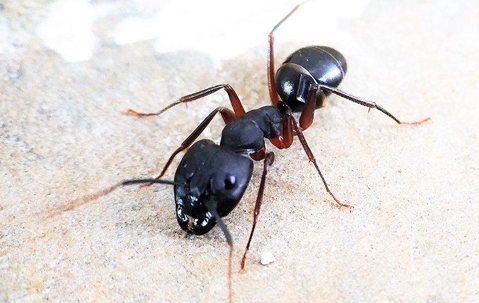 up close image of a crawling carpenter ant