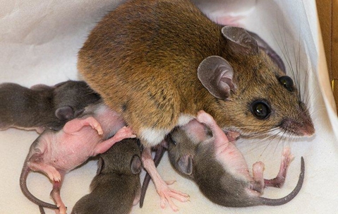 Mouse nursing young mice