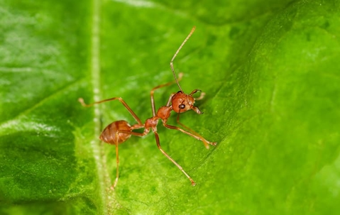 fire ant on a leaf