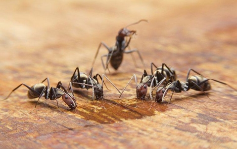 ants on a table