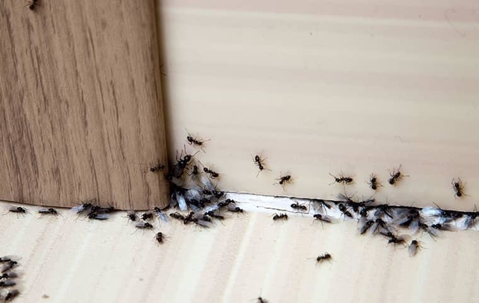 ants crawling on floor