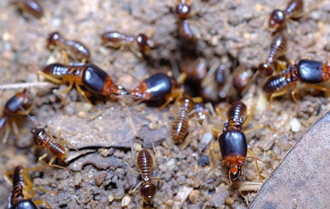 Termites crawling on the ground