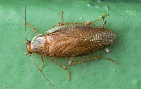 close up of cockroach