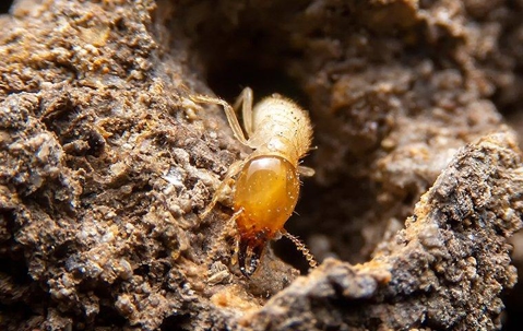 up close image of a termite crawling in a wood tunnel