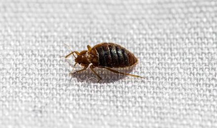 Bed Bugs