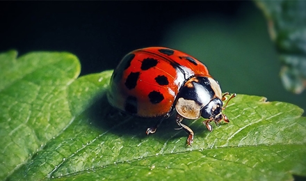 Ladybugs